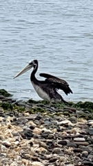 Pelecanus thagus