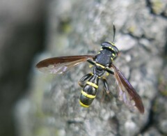 Sphiximorpha subsessilis