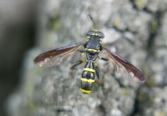 Sphiximorpha subsessilis