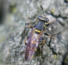 Sphiximorpha subsessilis