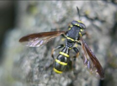 Sphiximorpha subsessilis