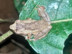 Pseudophilautus wynaadensis