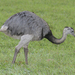 Rheas - Photo (c) Lip Kee Yap, some rights reserved (CC BY-SA)