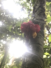 Drymonia coccinea