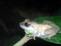 Pseudophilautus wynaadensis