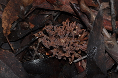 Ramaria versatilis