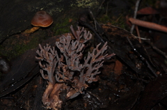 Ramaria versatilis