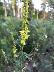 Melilotus altissimus