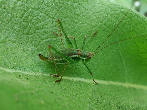 Striped Bush-cricket