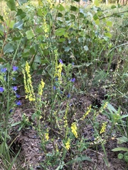 Melilotus altissimus