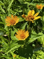 Heliopsis helianthoides