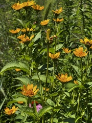 Heliopsis helianthoides