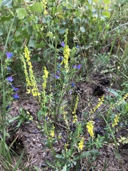 Melilotus altissimus