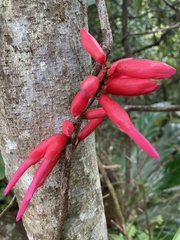 Neorudolphia volubilis