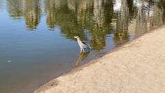 Nycticorax nycticorax