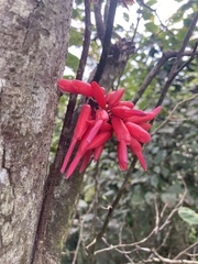 Neorudolphia volubilis