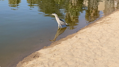 Nycticorax nycticorax