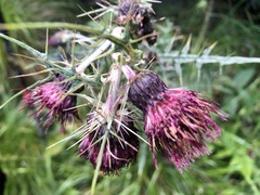 Cirsium suzukii