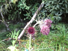 Cirsium suzukii