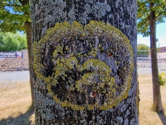 Xanthoria parietina