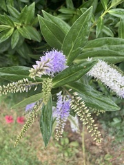 Magnoliopsida