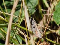 Chorthippus brunneus