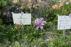 Andrena hattorfiana