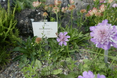 Andrena hattorfiana