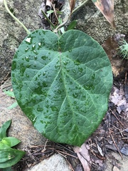 Aristolochia macrophylla