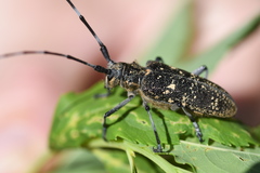 Monochamus sutor