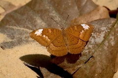 Tanaecia julii
