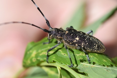 Monochamus sutor