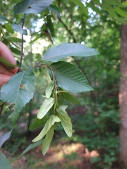 Carpinus caroliniana caroliniana