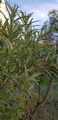 Salix viminalis