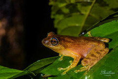 Raorchestes luteolus