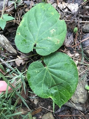 Aristolochia macrophylla