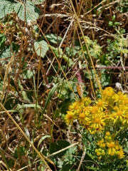 Pyronia tithonus