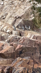 Spheniscus humboldti