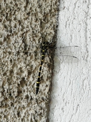 Cordulegaster bidentata