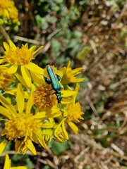 Oedemera nobilis