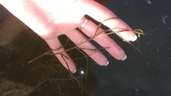 Potamogeton compressus