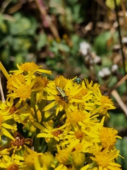 Oedemera nobilis