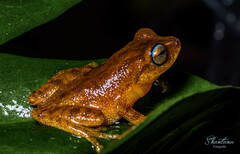 Raorchestes luteolus