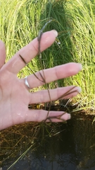 Potamogeton compressus