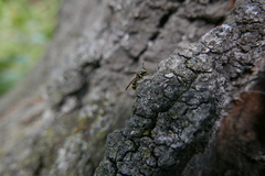 Sphiximorpha subsessilis