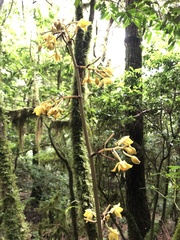 Galeola lindleyana