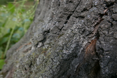 Sphiximorpha subsessilis