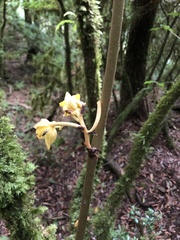Galeola lindleyana