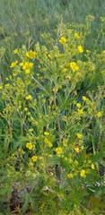 Potentilla tanacetifolia