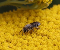Colletes daviesanus